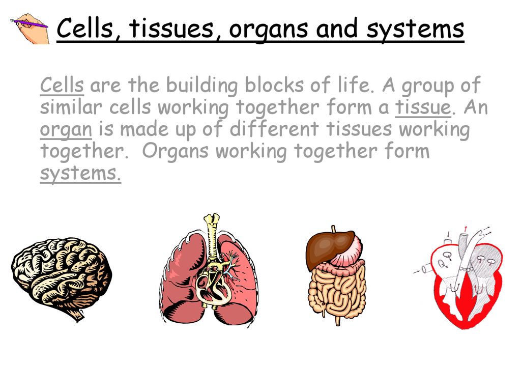 Cells, tissues, organs and systems - ppt download