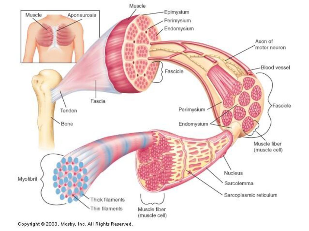 En cetosis se piered musculo En cetosis se piered musculo