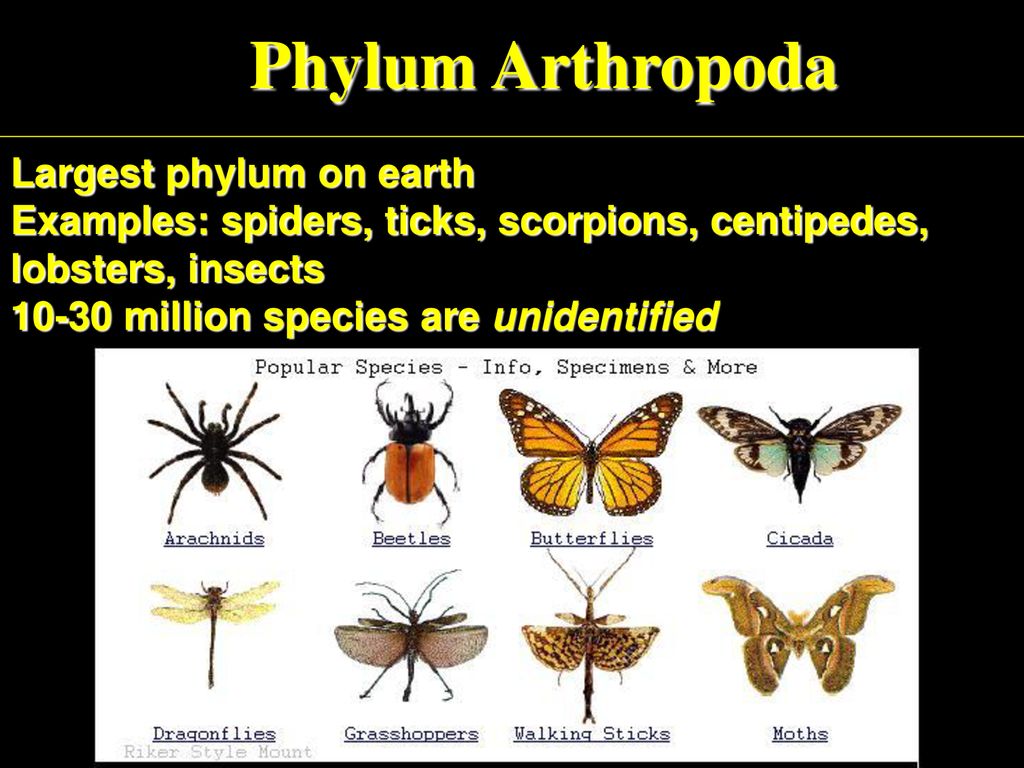 Phylum Arthropoda Largest phylum on earth Examples: spiders, ticks,  scorpions, centipedes, lobsters, insects million species are unidentified.  - ppt download