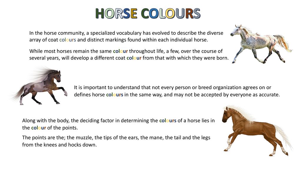 horse colours in the horse community a specialized