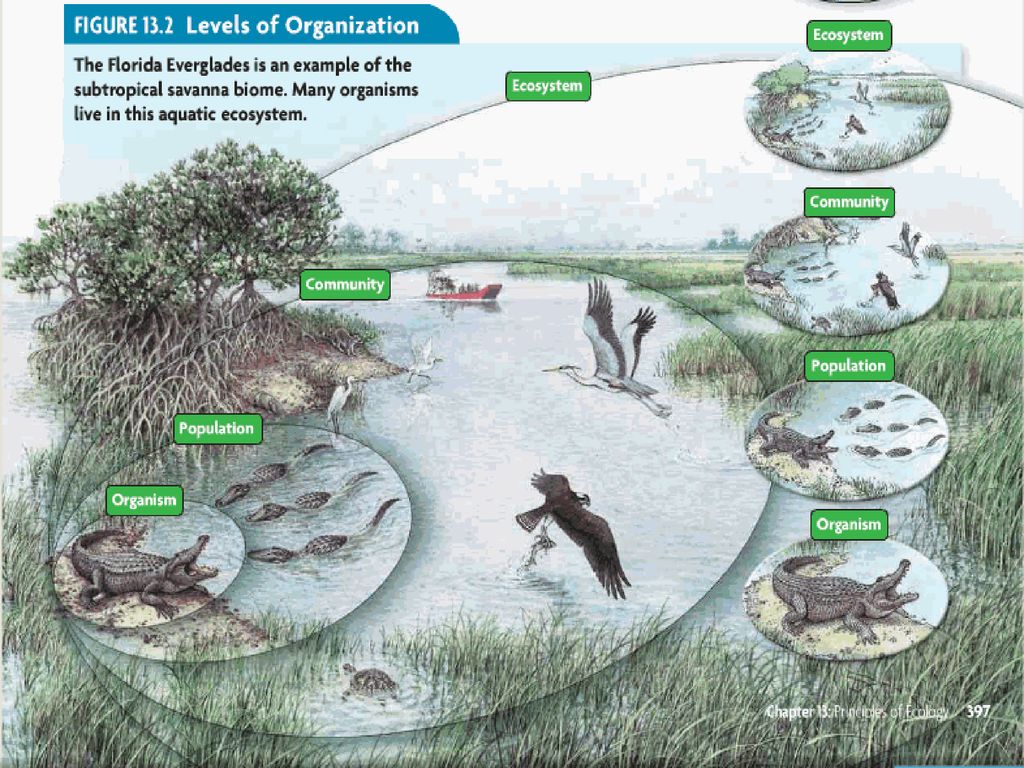 Обитатели природной экосистемы. Донные биоценозы. Пресноводные экосистемы. Экосистема рисунок. Биогеоценоз водоема.