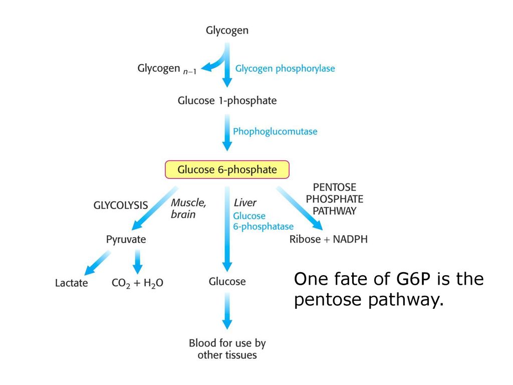 One Fate Of G6p Is The Pentose Pathway Ppt Download