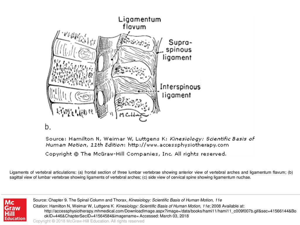 ligaments of spine ligaments of spine