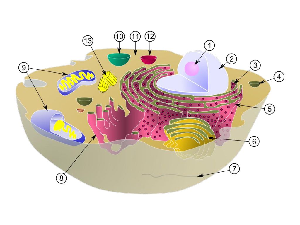 Внутренняя среда клеток органоид