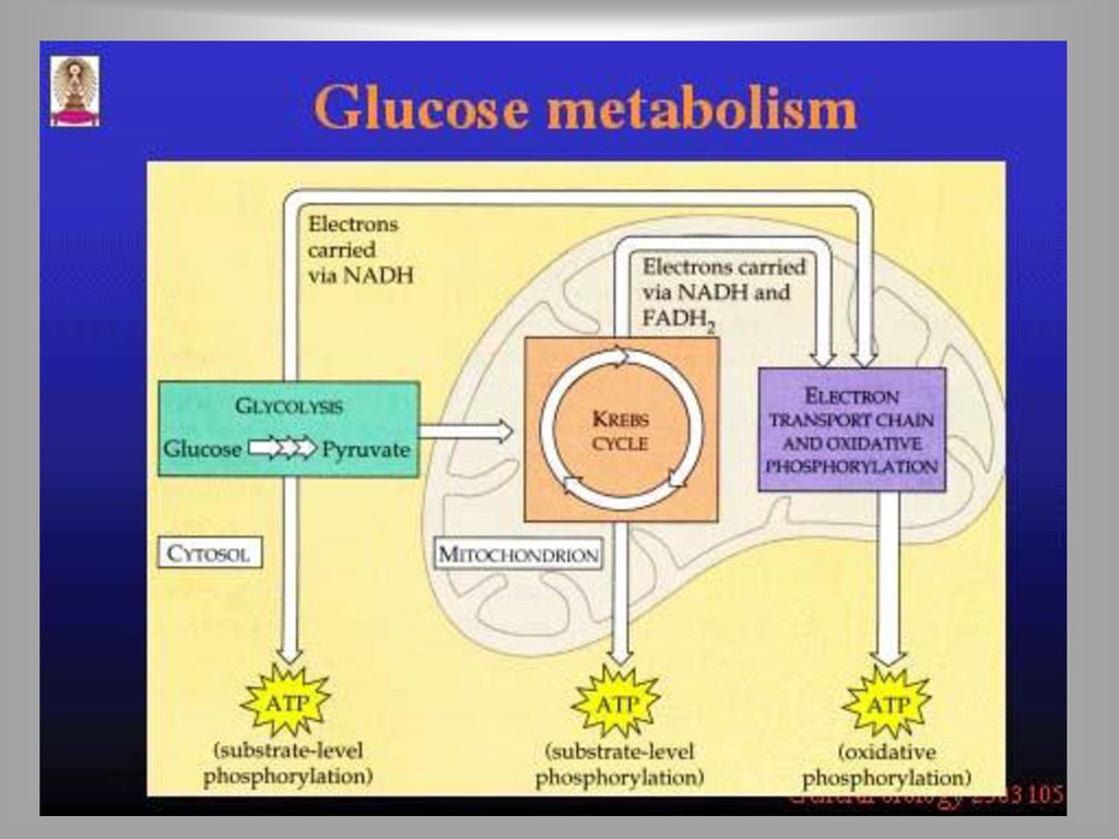 Carbohydrate Metabolism - Ppt Download