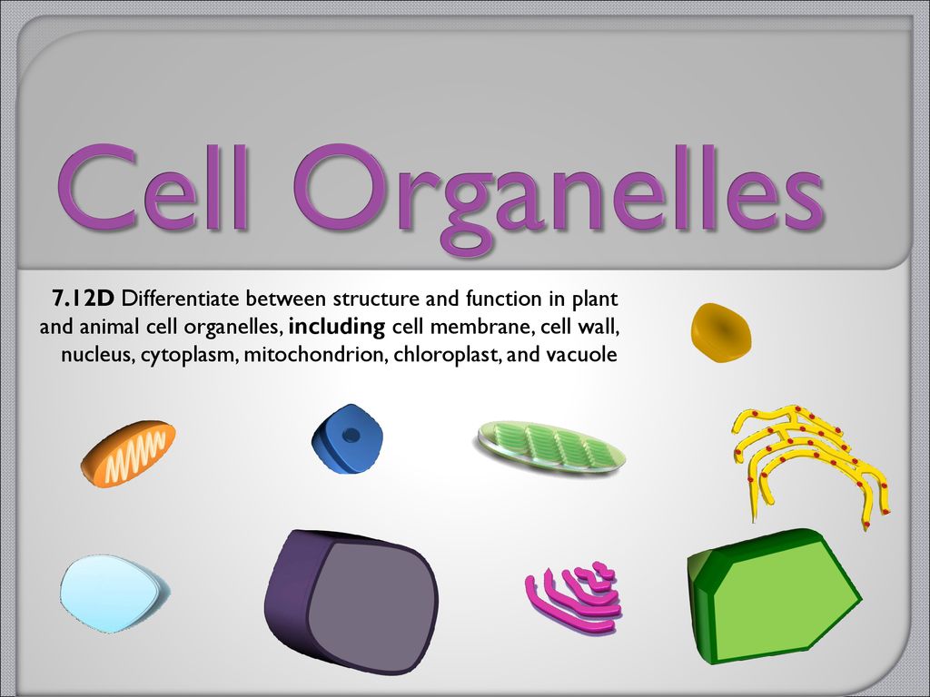 Cell Organelles 7 12d Differentiate Between Structure And Function In Plant And Animal Cell Organelles Including Cell Membrane Cell Wall Nucleus Cytoplasm Ppt Download