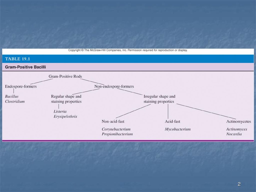 The Gram-Positive Bacilli of Medical Importance - ppt download