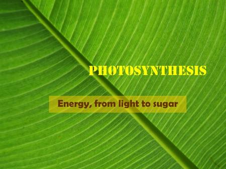 Photosynthesis Energy, from light to sugar. Photosynthesis Photosynthesis is the process by which the energy of a photon is captured and stored in the.