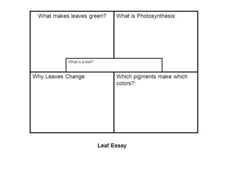 What makes leaves green?What is Photosynthesis: Why Leaves Change:Which pigments make which colors?: What is a leaf? Leaf Essay.