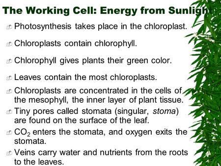 The Working Cell: Energy from Sunlight  Photosynthesis takes place in the chloroplast.  Chloroplasts contain chlorophyll.  Chlorophyll gives plants.