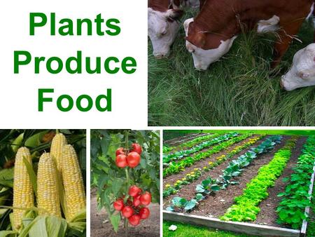 Plants Produce Food.