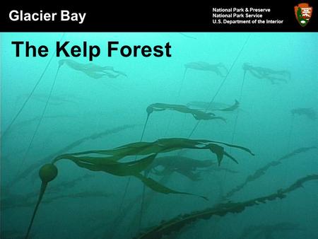 Glacier Bay National Park & Preserve National Park Service U.S. Department of the Interior The Kelp Forest.