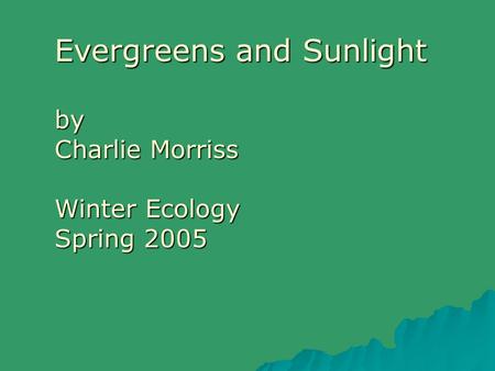 Evergreens and Sunlight by Charlie Morriss Winter Ecology Spring 2005.