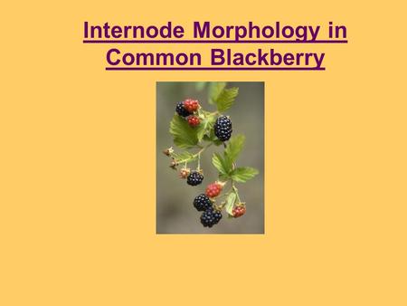Internode Morphology in Common Blackberry. INTRODUCTION Observations: Blackberry is common in the Jewel Moore Nature Reserve Blackberry can be an invasive.