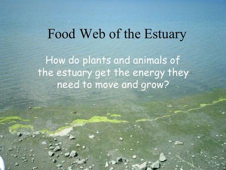 Food Web of the Estuary How do plants and animals of the estuary get the energy they need to move and grow?