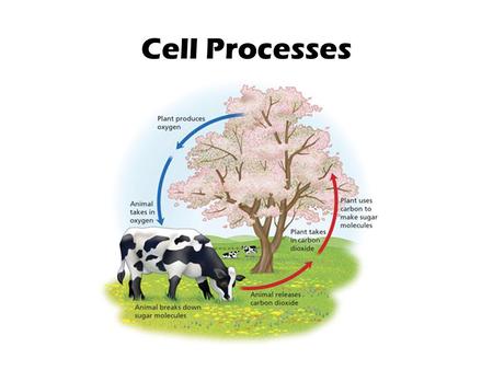 Cell Processes.