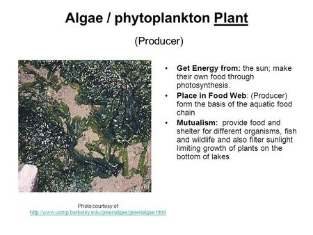 Algae / phytoplankton Plant (Producer) Get Energy from: the sun; make their own food through photosynthesis. Place in Food Web: (Producer) form the basis.