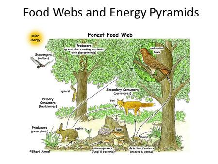 Food Webs and Energy Pyramids. Objectives Identification of the feeding relationships of animals in an ecosystem Tracing the flow of energy and nutrients.