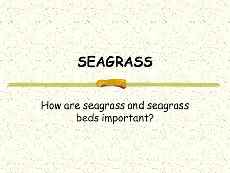 SEAGRASS How are seagrass and seagrass beds important?