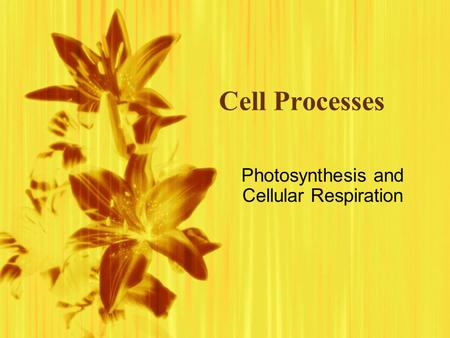 Cell Processes Photosynthesis and Cellular Respiration.