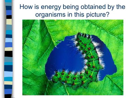 How is energy being obtained by the organisms in this picture?