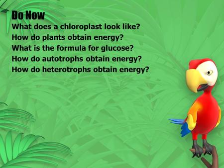 Do Now What does a chloroplast look like? How do plants obtain energy? What is the formula for glucose? How do autotrophs obtain energy? How do heterotrophs.