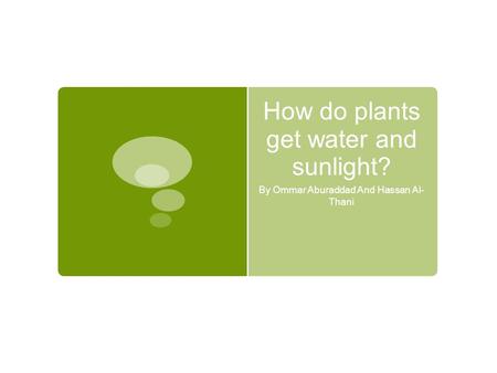 How do plants get water and sunlight? By Ommar Aburaddad And Hassan Al- Thani.