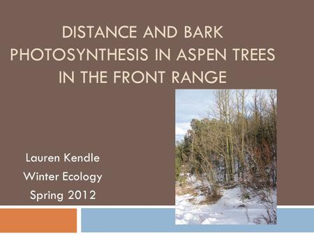 DISTANCE AND BARK PHOTOSYNTHESIS IN ASPEN TREES IN THE FRONT RANGE Lauren Kendle Winter Ecology Spring 2012.