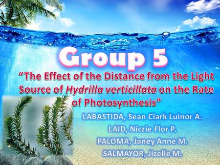 To investigate the effect of the distance from the light source of Hydrilla verticillata on the rate of photosynthesis.