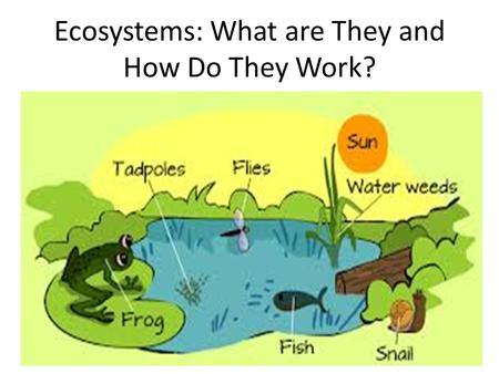 Ecosystems: What are They and How Do They Work?