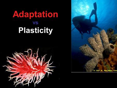 Adaptation vs Plasticity. The Problem: People often wish to jump to the conclusion that a trait change they see is the result of adaptation However, that.
