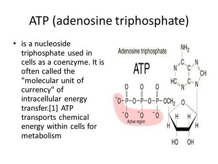 ATP (adenosine triphosphate) is a nucleoside triphosphate used in cells as a coenzyme. It is often called the molecular unit of currency of intracellular.