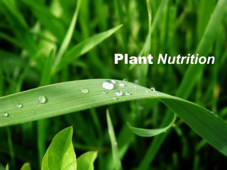 Plant Nutrition. Plant Diet ? ? So, what comes to mind when you hear of ‘Plant Nutrition’? Let’s discuss …