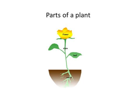Parts of a plant.