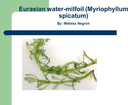 Eurasian water-milfoil (Myriophyllum spicatum) By: Melissa Negron.