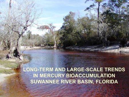 LONG-TERM AND LARGE-SCALE TRENDS IN MERCURY BIOACCUMULATION SUWANNEE RIVER BASIN, FLORIDA.