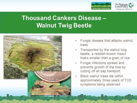 Thousand Cankers Disease – Walnut Twig Beetle Fungal disease that attacks walnut trees Transported by the walnut twig beetle, a reddish-brown insect that’s.