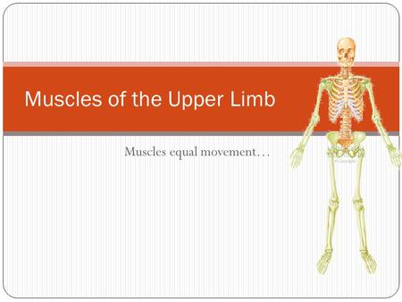 Muscles of the Upper Limb