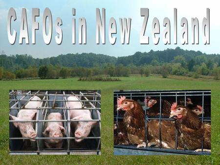 CAFO’s in New Zealand CAFOs in New Zealand Done by Jaye