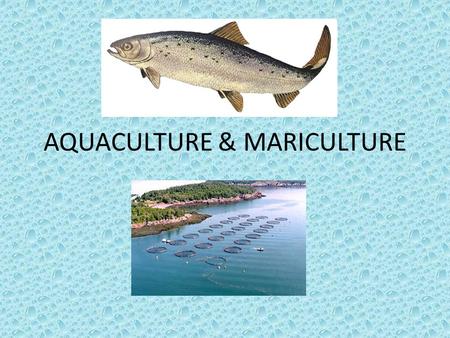 AQUACULTURE & MARICULTURE. AQUACULTURE The broad term “aquaculture” refers to the breeding, rearing, and harvesting of plants and animals in all types.