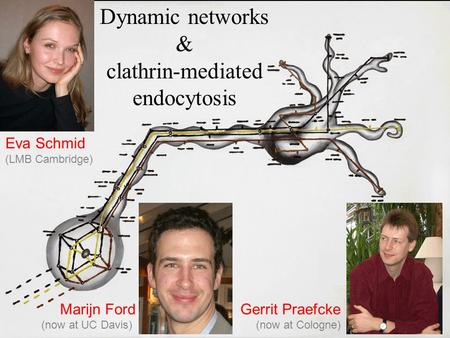 Dynamic networks & clathrin-mediated endocytosis Gerrit Praefcke (now at Cologne) Marijn Ford (now at UC Davis) Eva Schmid (LMB Cambridge)