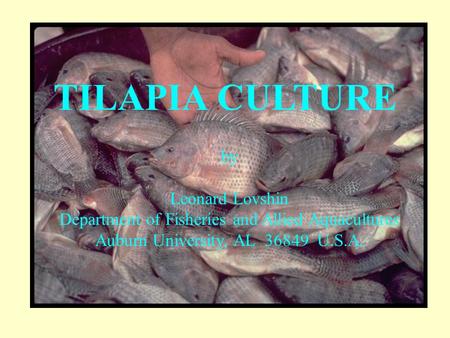 TILAPIA CULTURE by Leonard Lovshin Department of Fisheries and Allied Aquacultures Auburn University, AL 36849 U.S.A.