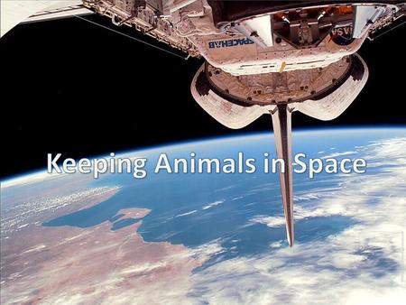 An animal’s habitat consists of the natural environment in which it lives. In order to take animals into space we must artificially provide the animal.