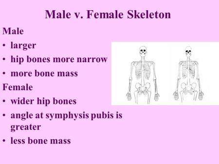 Male v. Female Skeleton Male larger hip bones more narrow more bone mass Female wider hip bones angle at symphysis pubis is greater less bone mass.