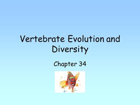 Vertebrate Evolution and Diversity Chapter 34. Vertebrates belong to phylum Chordata. Includes 3 subphyla, vertebrates and 2 phyla of invertebrates, urochordates.