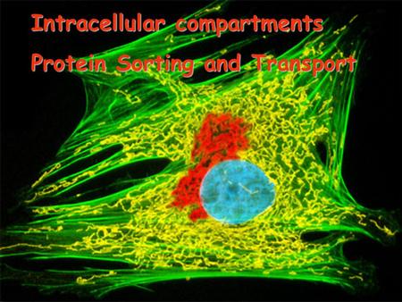 Intracellular compartments