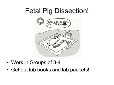 Fetal Pig Dissection! Work in Groups of 3-4