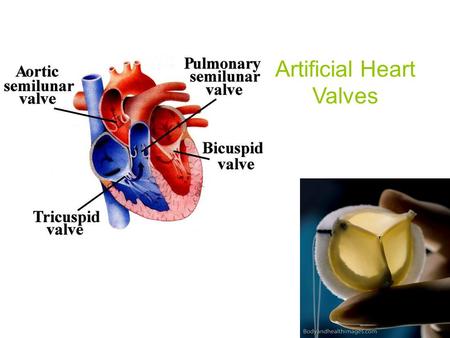 Artificial Heart Valves. Heart/Heart Valves Heart consists of: Right Atrium and Ventricle Atrium Left Atrium and Ventricle Two Types of Valves: Atrioventricular.