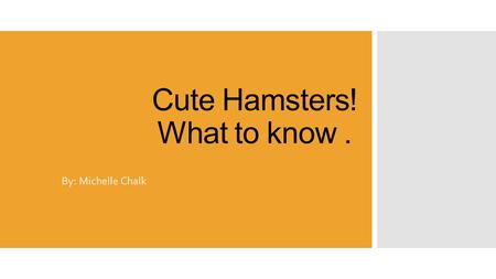 Cute Hamsters! What to know. By: Michelle Chalk. Basic Info on hamsters:  They are very popular house pets  Hamsters are easy to care for  Love interacting.