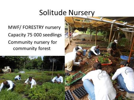 Solitude Nursery MWF/ FORESTRY nursery Capacity 75 000 seedlings Community nursery for community forest.